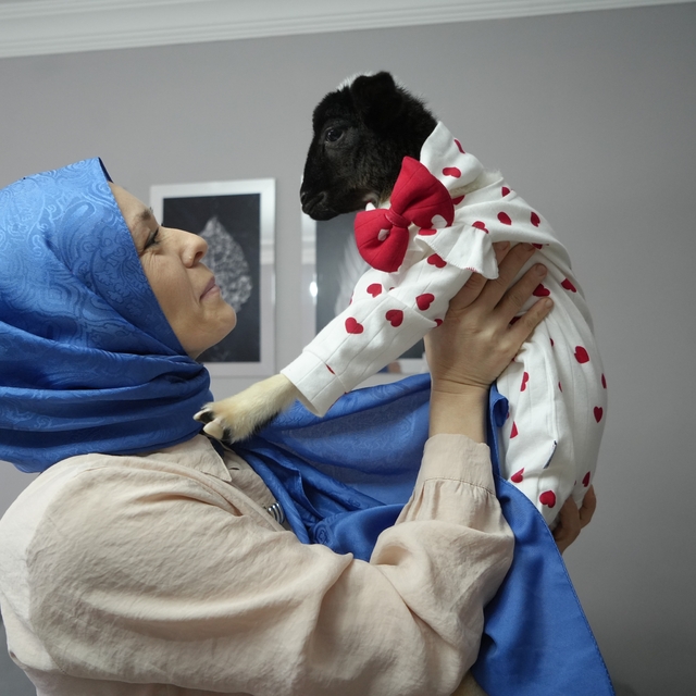 Annesi ölen kuzuya evinde bebek gibi bakıyor