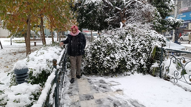 Şanlıurfa'da kar yağışı nedeniyle ağaç devrildi