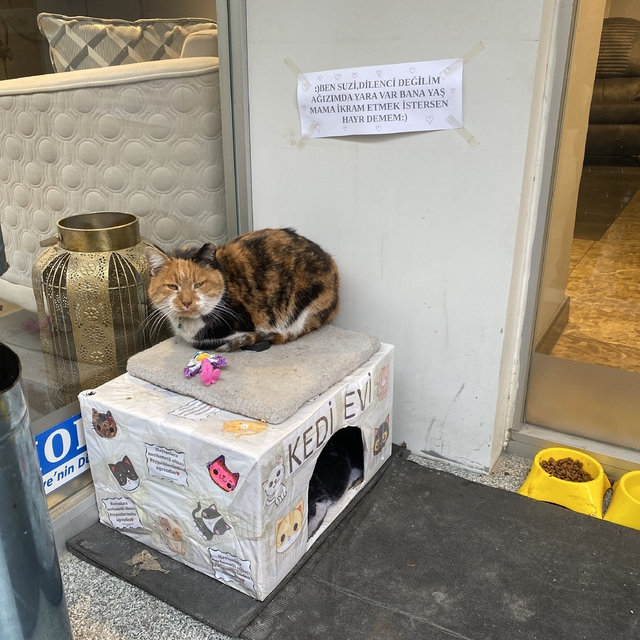 Dükkan önündeki kedi için asılan ilginç not dikkat çekti: "Dilenci değilim"