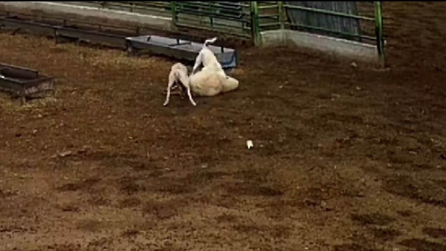 Konya'da sokak köpeklerinin saldırdığı koyun telef oldu