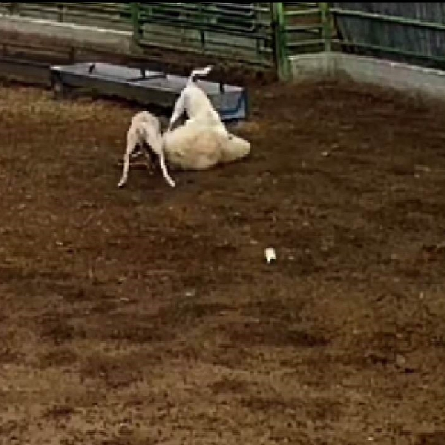 Konya'da sokak köpeklerinin saldırdığı koyun telef oldu