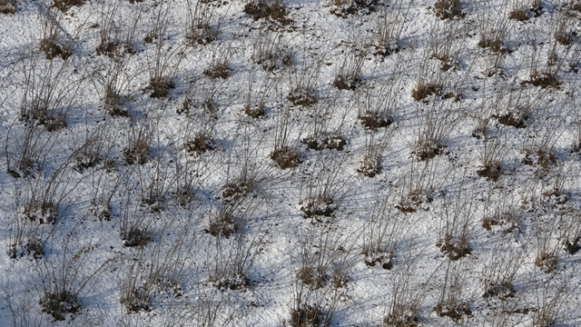 Karadeniz'deki kar yağışı, fındık ve diğer tarım ürünlerine yaradı
Mevsiminde yağan kar yağışı, fındığın soğuklama dönemi için yararlı
