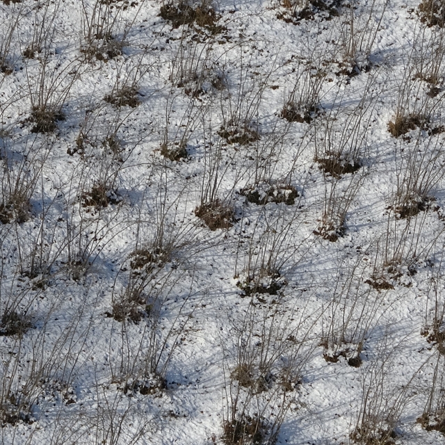 Karadeniz'deki kar yağışı, fındık ve diğer tarım ürünlerine yaradı
Mevsimin...