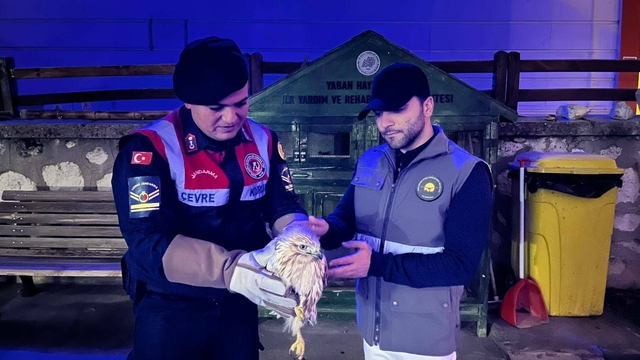 Karaman'da yaralı bulunan paçalı şahin tedavi altına alındı