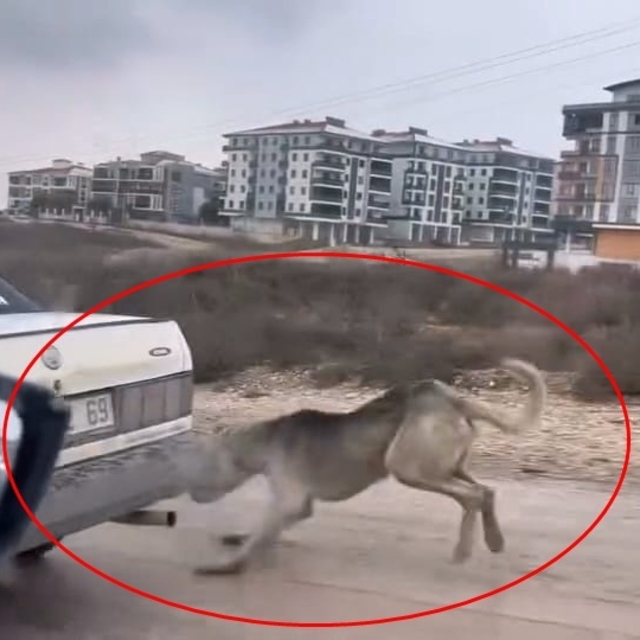 Otomobile iple bağlanıp çekilen köpek, bakıma alındı
