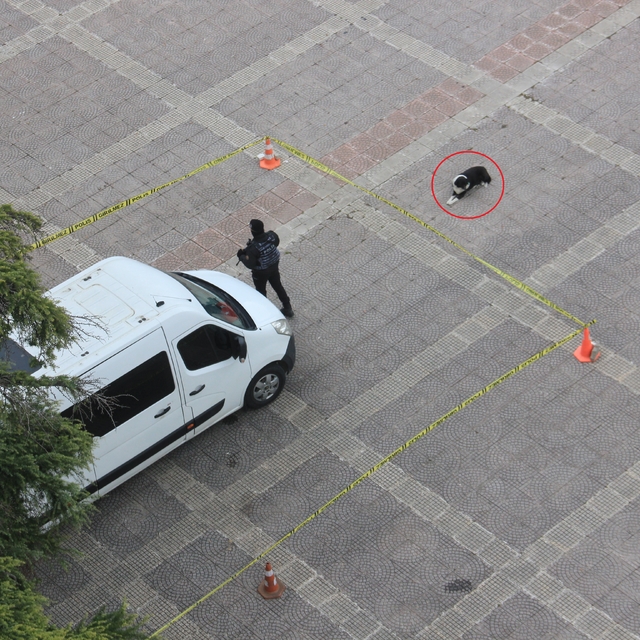 Köpekten örnek davranış: Polis şeridini ihlal etmedi
Sessiz bir sadakat: Kö...