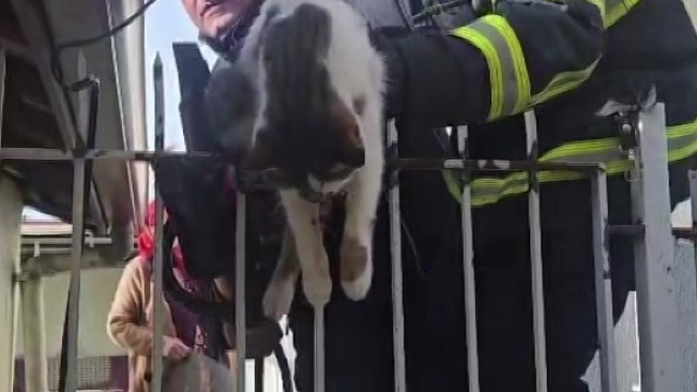 Korkuluğa saplanan kediyi itfaiyeciler kurtardı