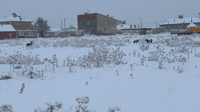 Diyadin'de başıboş köpekler tedirgin ediyor