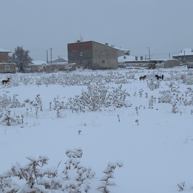 Diyadin'de başıboş köpekler tedirgin ediyor