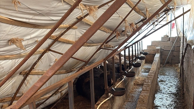 Karabük'te kar yağışı ahıl çatısını çökertti: 7 büyükbaş hayvan telef oldu