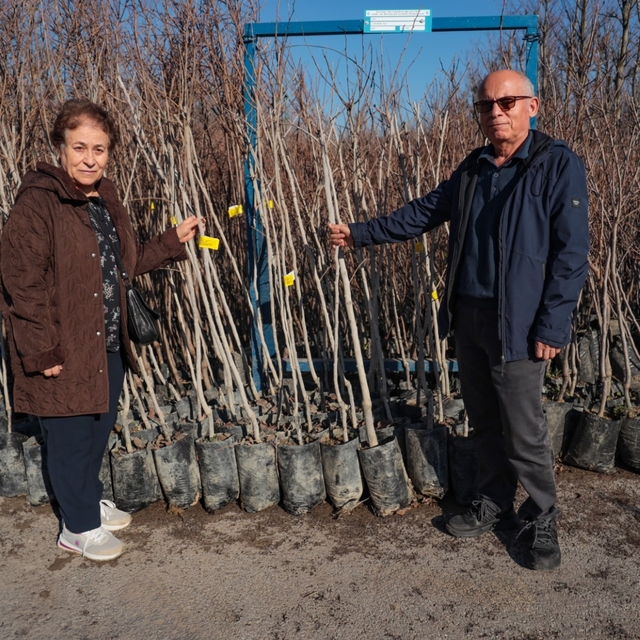 75 üreticiye 3 bin 600 fidan