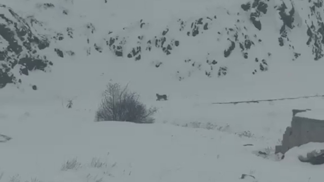 Iğdır'da aç kalan 3 vaşak köye indi