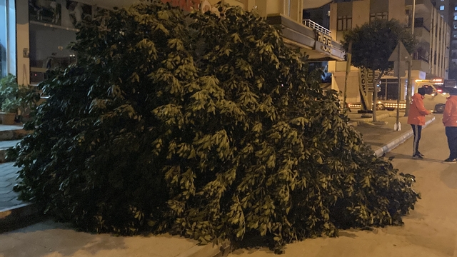 Mersin'de şiddetli rüzgar ağaçları devirdi