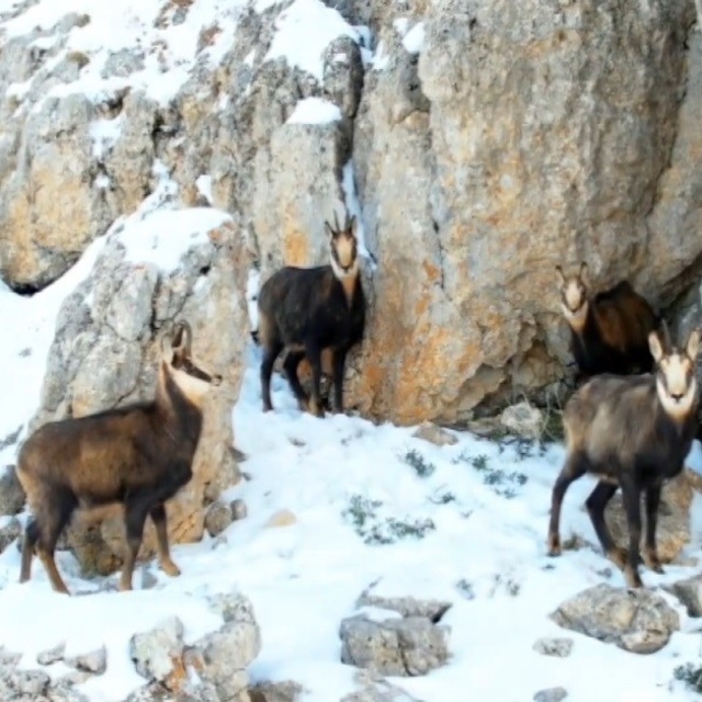 Munzur'un beyaz zirvesinde şamualar görüntülendi