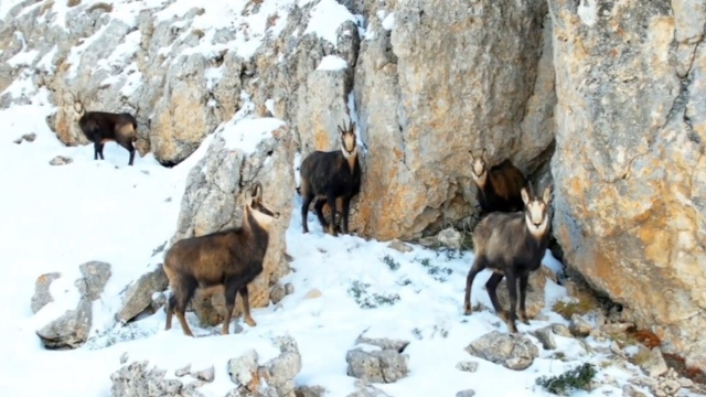 Munzur'un beyaz zirvesinde şamualar görüntülendi