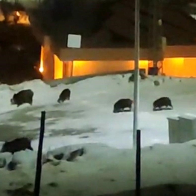 İlçe merkezine inen domuz sürüsü kamerada