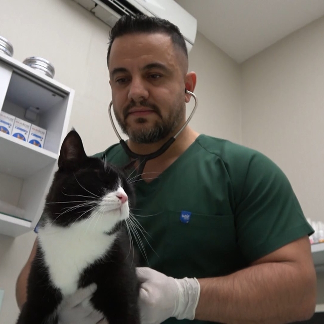 Bursa'da 'sokak canları'na ücretsiz kısırlaştırma ve check up imkanı