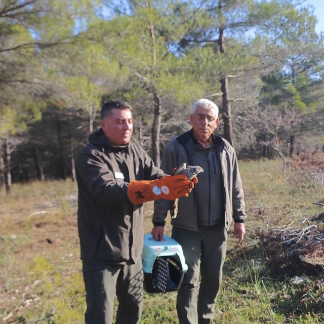 Yaralı atamaca tedavisi ardından yeniden doğal ortamında