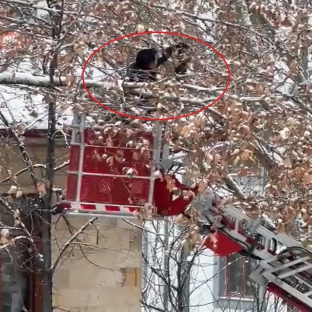 Bayburt'ta ağaç dallarına dolanan kargayı itfaiye kurtardı