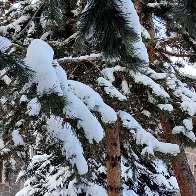 Kar yağışının ardından ağaçlarda kartpostallık görüntü