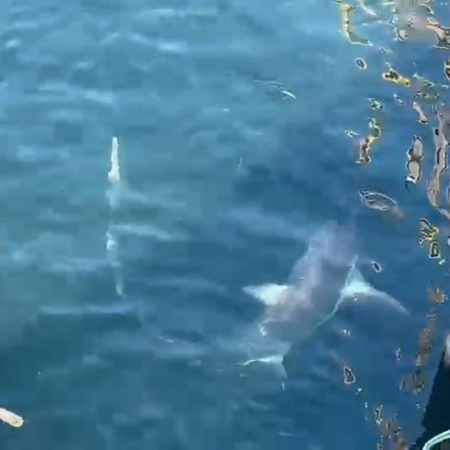 Çanakkale'de balıkçıların ağına 'kamçı kuyruk' cinsi köpek balığı takıldı