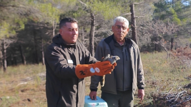 Yaralı atamaca tedavisi ardından yeniden doğal ortamında