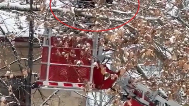 Bayburt'ta ağaç dallarına dolanan kargayı itfaiye kurtardı