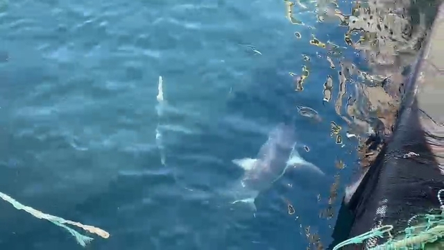 Çanakkale'de balıkçıların ağına 'kamçı kuyruk' cinsi köpek balığı takıldı