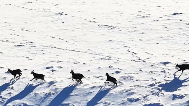 Munzur Dağları'nda, çengel boynuzlu dağ keçileri görüntülendi
