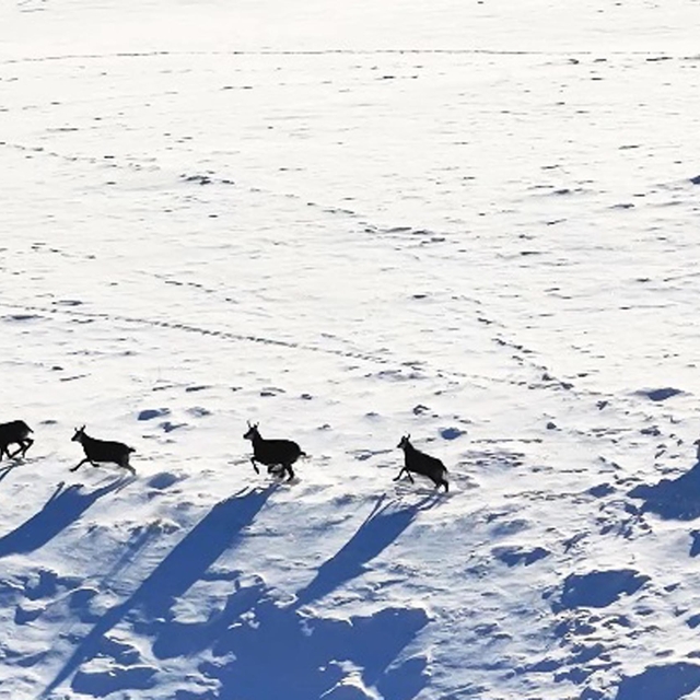 Munzur Dağları'nda, çengel boynuzlu dağ keçileri görüntülendi
