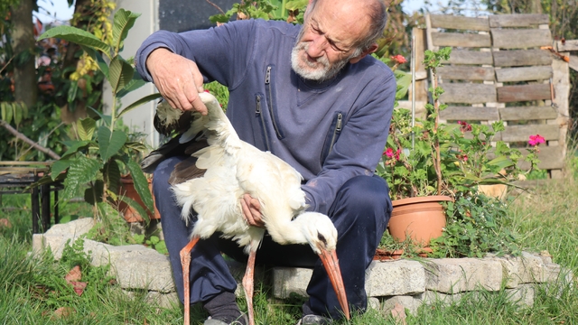 Annesinin yuvadan attığı leyleğe, mahalleli anne ve baba oldu
Adeta bebek edasıyla büyütülen leylek, mahallenin yeni üyesi oldu
Leyleğin bakımını üstlenen Mehmet Topçu: "Bizim çocuğumuz gibi bakıyoruz, biz ona o bize alıştı"
"Yaşaması için her türlü imkanı sağlıyorum, sağlayacağım"