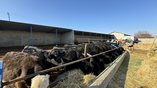 Karaman'da yaşayan genç kadın devlet desteğiyle hayvancılığa başladı