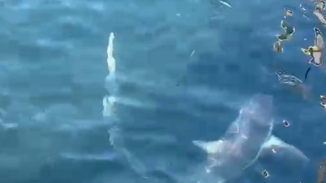 Ağlarına takılan 2 köpek balığını doğal ortamına bıraktılar