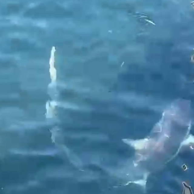 Ağlarına takılan 2 köpek balığını doğal ortamına bıraktılar