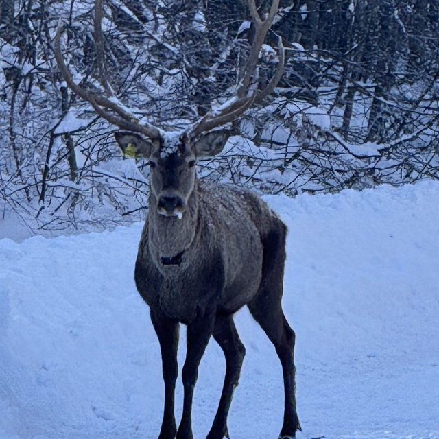 Beyaza bürünen doğada kızıl geyik sürprizi
Hem GPS hem fotokapanla izleniyo...