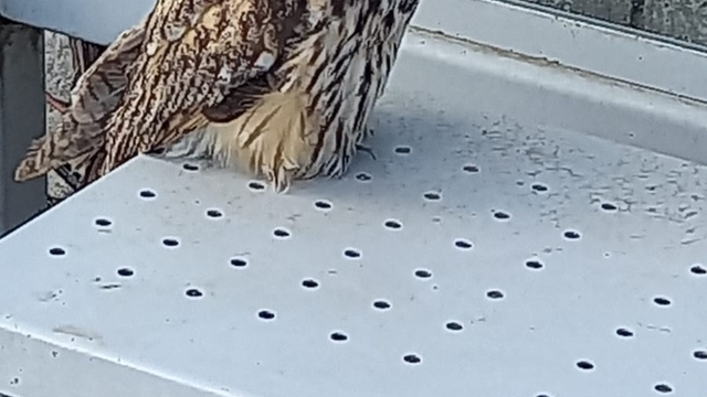 Tekirdağ'da yaralı bulunan kulaklı orman baykuşu tedavi altına alındı