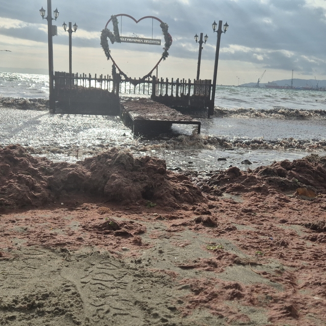 Tekirdağ'da lodos kıyıyı vurdu, kızıl yosunlar sahili kapladı