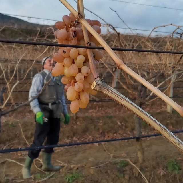 Soğukta budanan bağlardan işçilere tatlı sürpriz