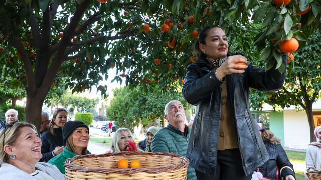 Antalya'nın turunçları Korkuteli'nden sofralara uzanıyor