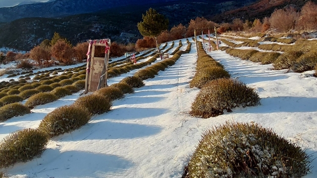 Derebucak'ta mor bahçeler beyaza büründü, barajlara su geldi