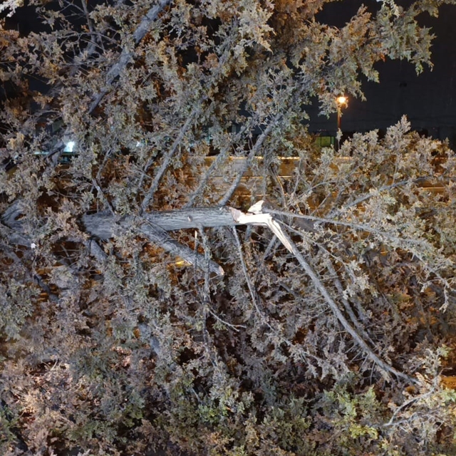 İnegöl'de rüzgarın etkisiyle ağaç devrildi