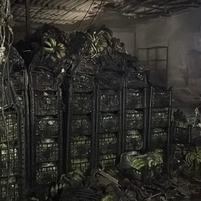 Alanya'da muz sarartma tesisinde yangın: Tonlarca muz zarar gördü