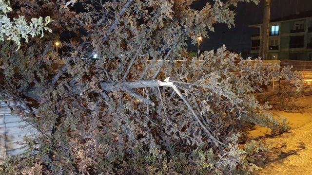 İnegöl'de rüzgarın etkisiyle ağaç devrildi