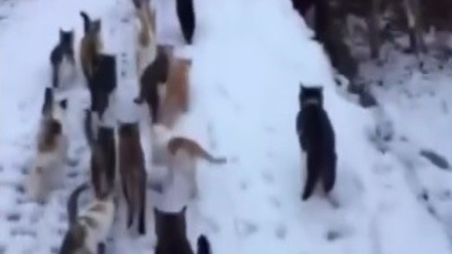 Soğuk kış günlerinde yürek ısıtan görüntüler Erzincan'dan