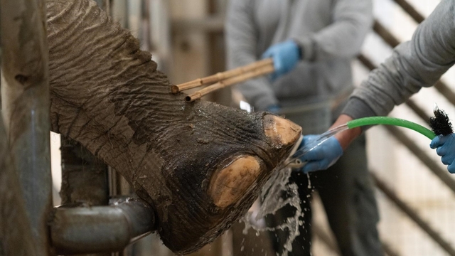 İzmir'de fillere hayat kurtaran ayak bakımı