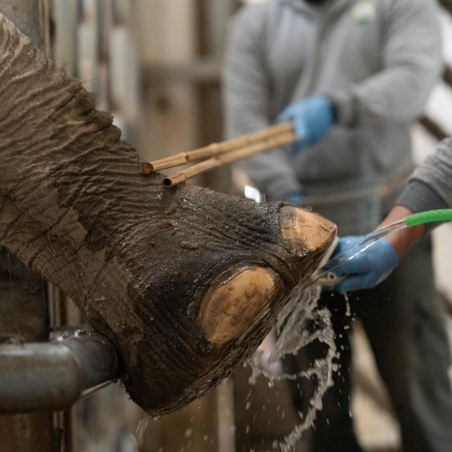 İzmir'de fillere hayat kurtaran ayak bakımı