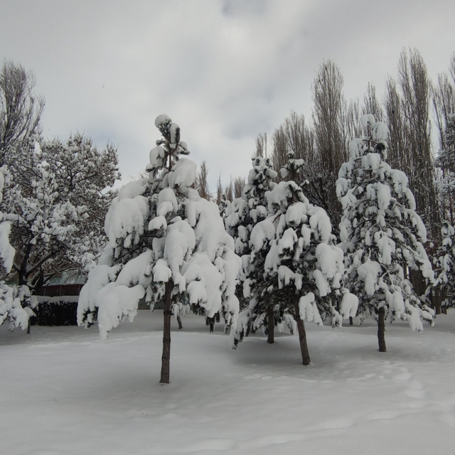 Van'da karla gelen güzellik: Ağaçlar kartpostallık manzaralar oluşturdu