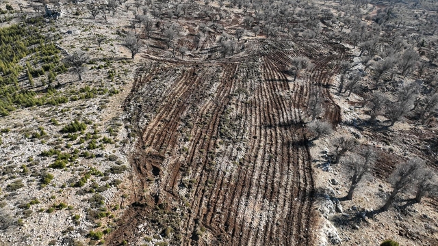 Gülnar ilçesinde "Şehit Ertuğrul Ulupınar Sedir Ormanı" oluşturuldu