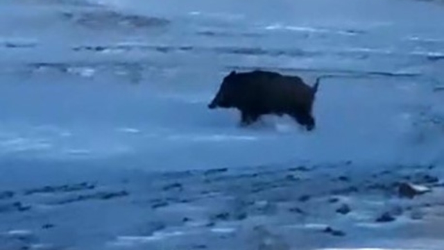 Mahalleye yakın bir noktada domuz görüldü