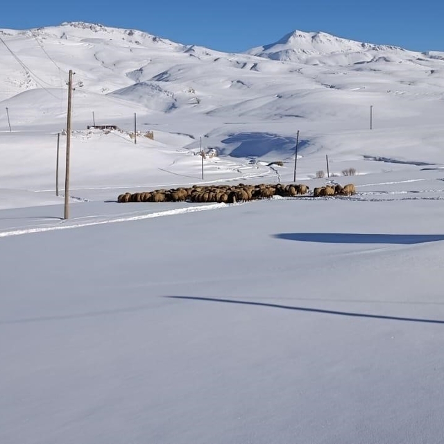 Koyunları için dondurucu soğukta yaylada kaldılar